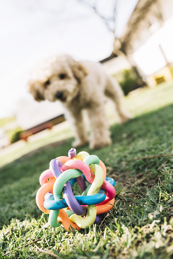 Dog-Salon-Pagewood-Dog-Daycare