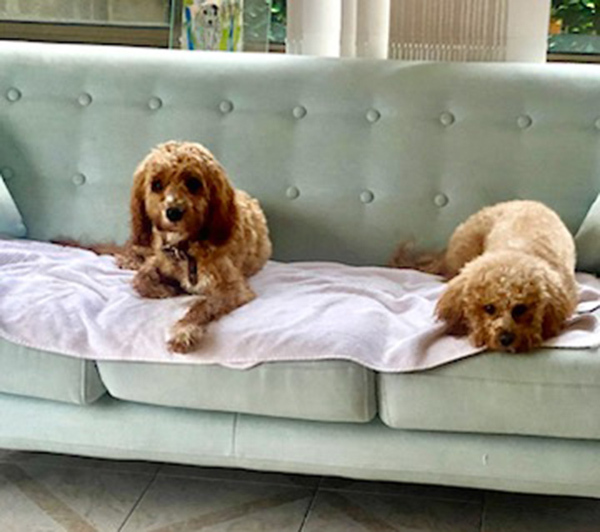 Dog-Boarding-Home-Away-From-Home-11