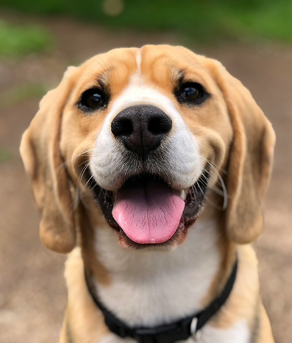 Dog-Boarding-Home-Away-From-Home-unsplash-2