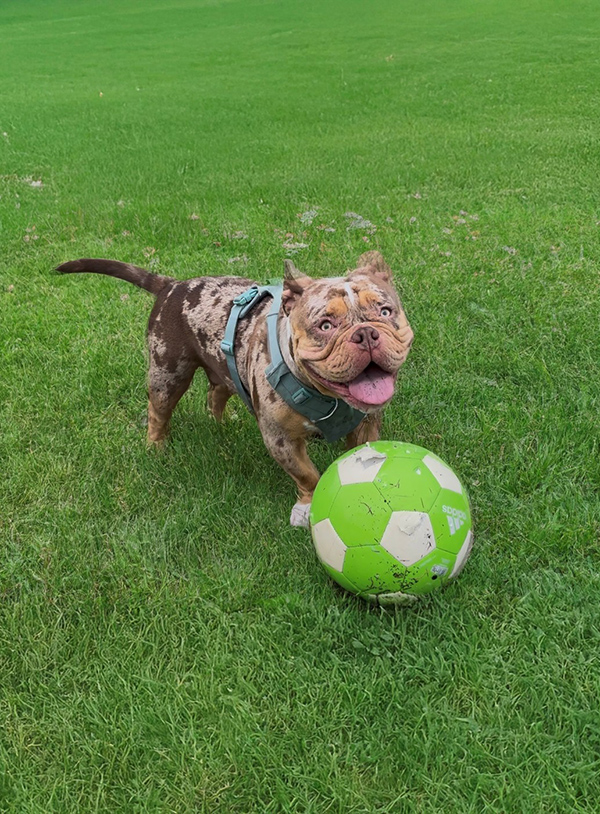 Dog-Boarding-Photo-fun-in-garden